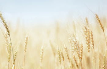 Field with a blue sky